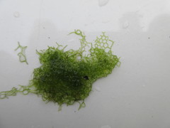 Hydrodictyon reticulatum