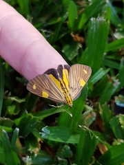 Phaeochlaena lampra