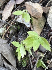 Campanula prenanthoides