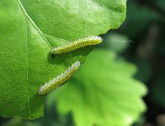 Periclista