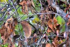Pachyramphus viridis