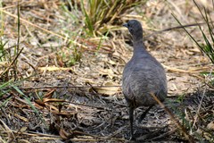 Crypturellus undulatus