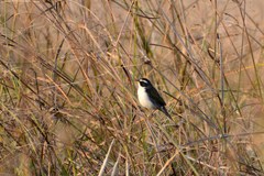Coryphaspiza melanotis