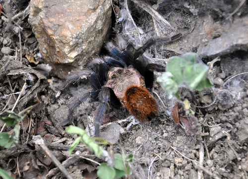 Papalutla Tarantula