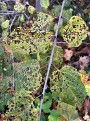 Bucculatrix frangutella