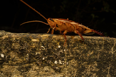 Drymaplaneta heydeniana