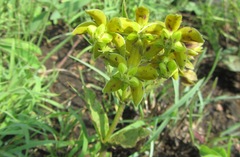 Asclepias fulva