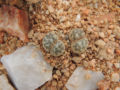 Lithops eksteeniae L. Bolus