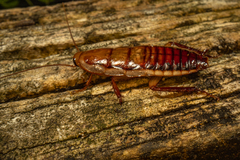 Drymaplaneta heydeniana