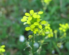 Erysimum crepidifolium