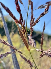 Leptysma marginicollis