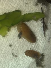 Solemya velum