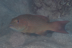 Plectropomus leopardus