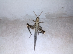 Schistocerca nitens