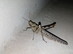 Schistocerca nitens
