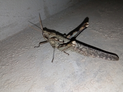 Schistocerca nitens