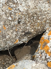 Ptyodactylus puiseuxi