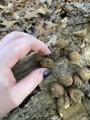 Apioperdon pyriforme