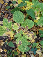 Phytomyza aralivora