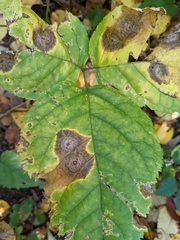 Phytomyza aralivora
