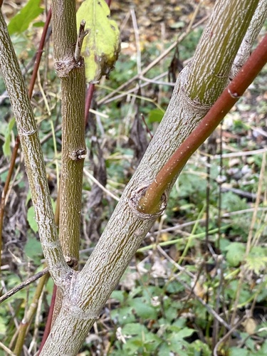 Cornus amomum