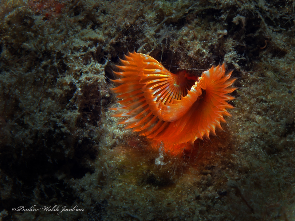 Star Horseshoe Worm