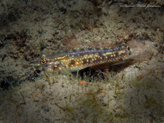 Coryphopterus glaucofraenum