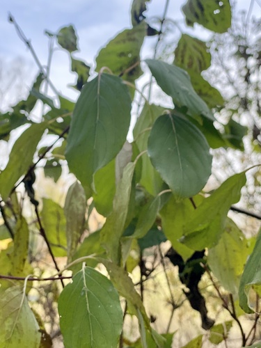 Cornus amomum