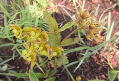 Asclepias fulva