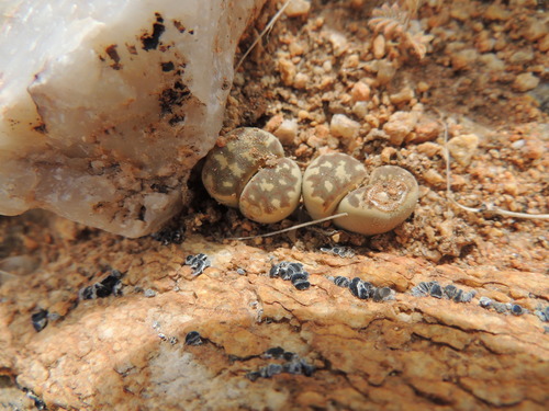 Lithops eksteeniae L. Bolus 2