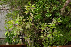 Quintinia serrata