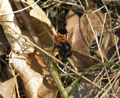 Osmia bicolor