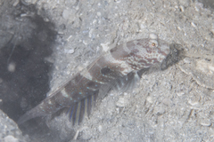 Cryptocentrus strigilliceps