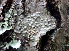 Pertusaria werneriana