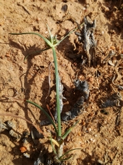Cyperus uitenhagensis