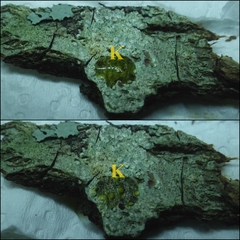 Pertusaria werneriana