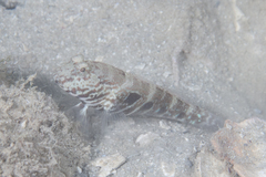 Cryptocentrus strigilliceps