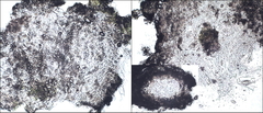 Pertusaria werneriana
