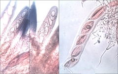 Pertusaria werneriana