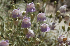 Penstemon fruticiformis