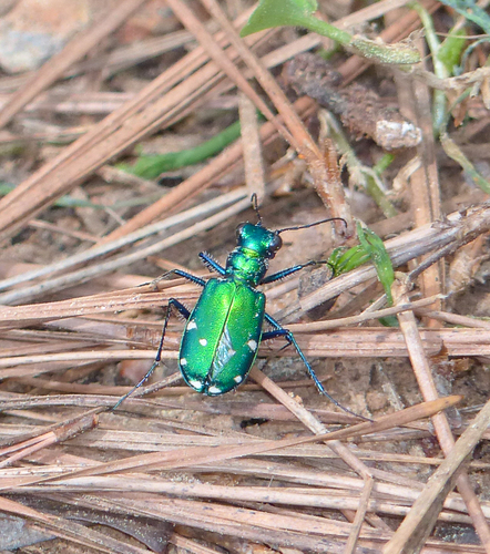 权利上传者lg_price来源inaturalist相关观察六斑绿虎甲(cicindela