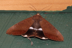 Achaea eusciasta