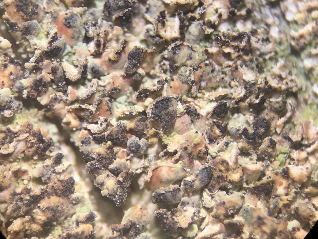 Dacampiaceae