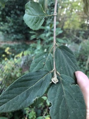 Viburnum macrocephalum