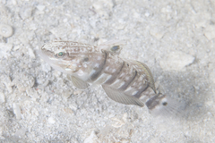 Amblygobius phalaena