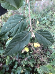 Viburnum macrocephalum