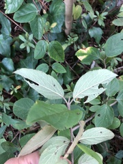 Viburnum macrocephalum