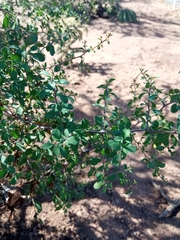 Tracheophyta