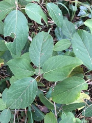 Viburnum macrocephalum