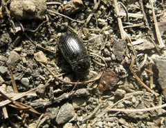 Nalassus dermestoides